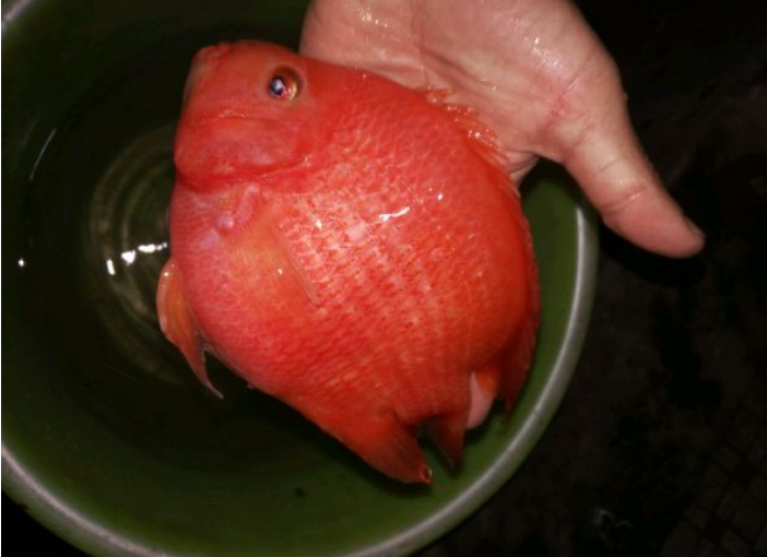 被人厌弃的罗非鱼,从灰黑色变成了血红色,不是变异,又是为何?