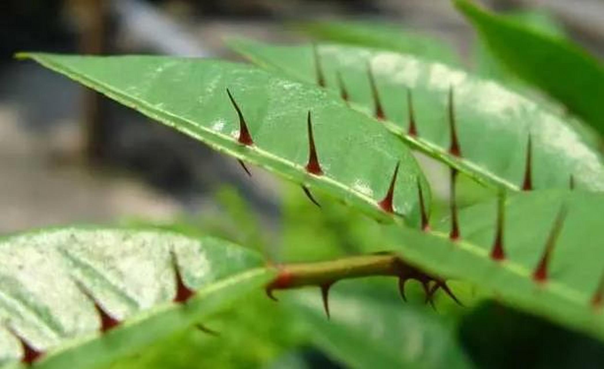 叶带刺的植物大全名称图片