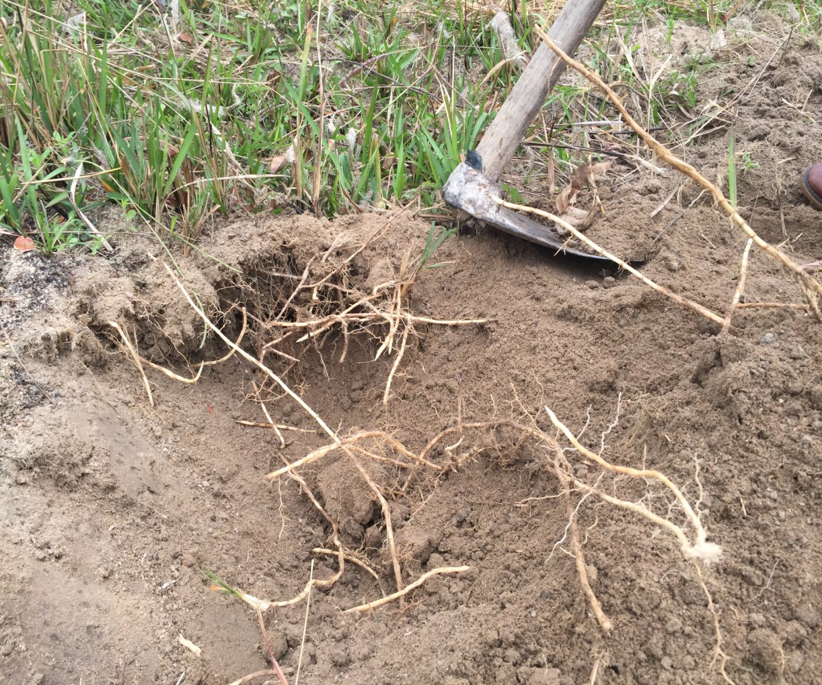 农村一种常见的害草,它的根价值珍贵,20元一斤,有人靠它发财