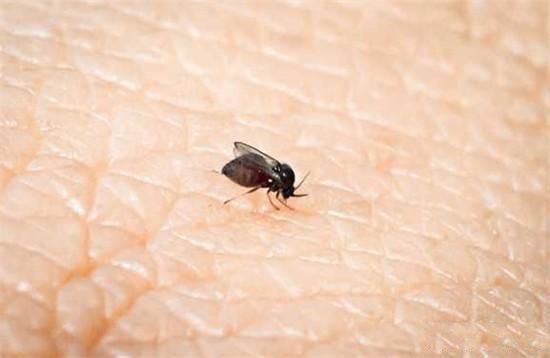 小黑蚊子,台湾名.被黑蚊子咬过之后,很可怕.