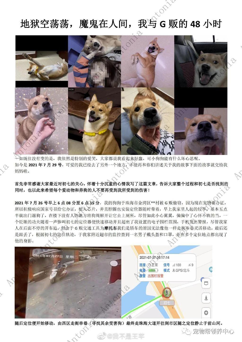 柴犬初七当街被偷走怎么回事柴犬初七事件始末凶手抓到了吗