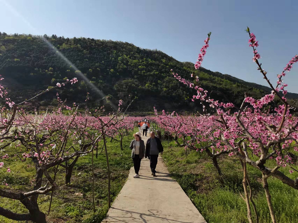 江油青林口古镇桃花图片