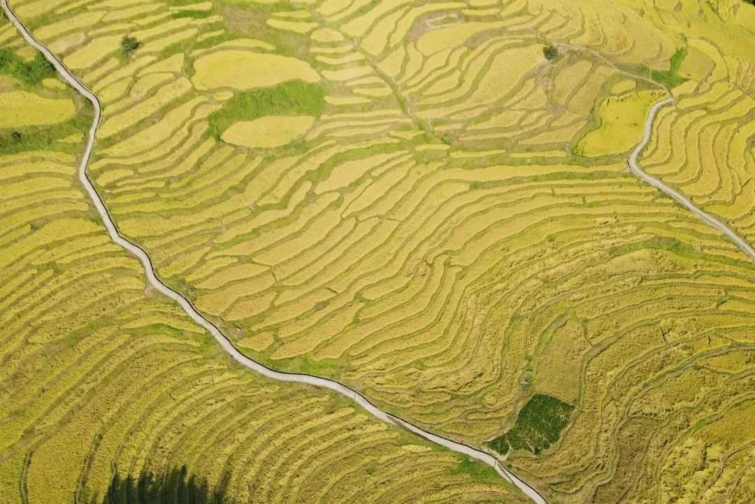 广东最美梯田稻谷已经成熟,登高俯瞰满目金黄!