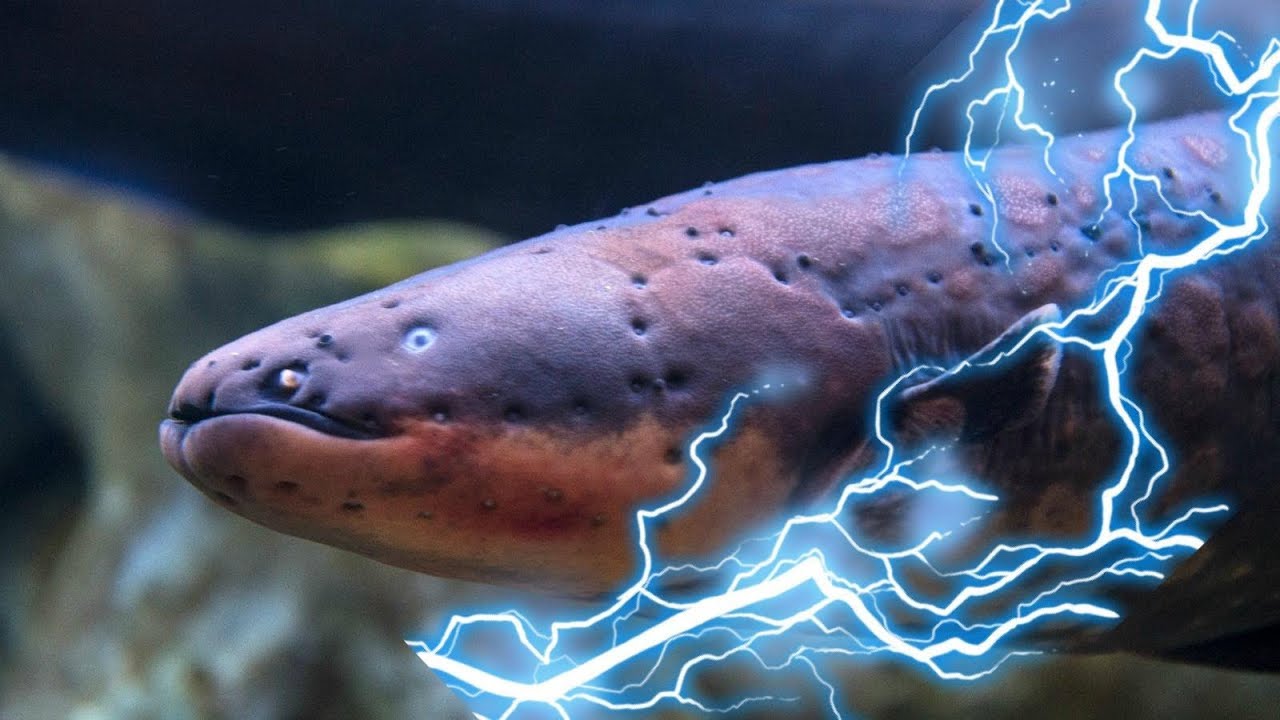 沙丁电鳗进化图片