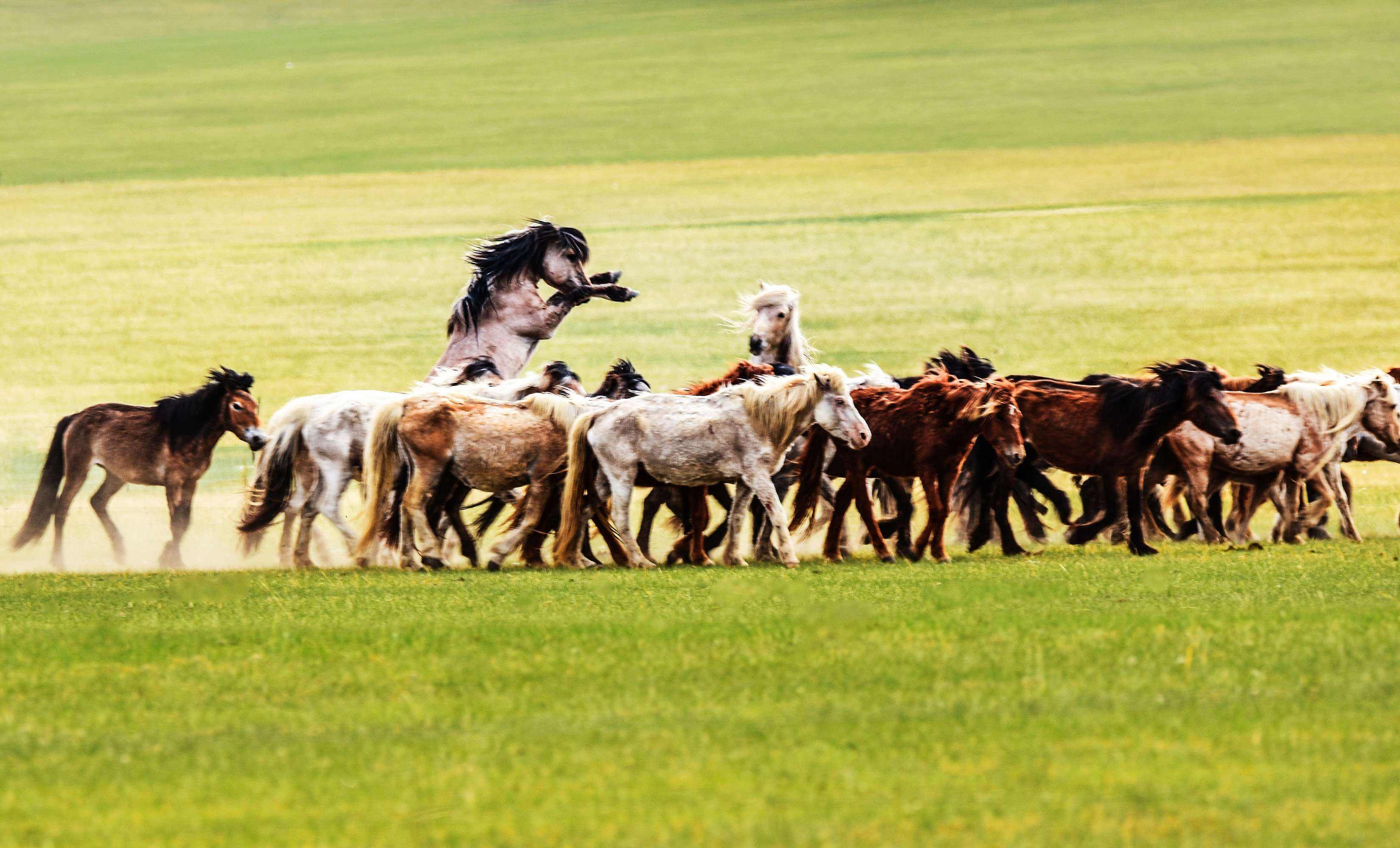 探究——家马文化发展史