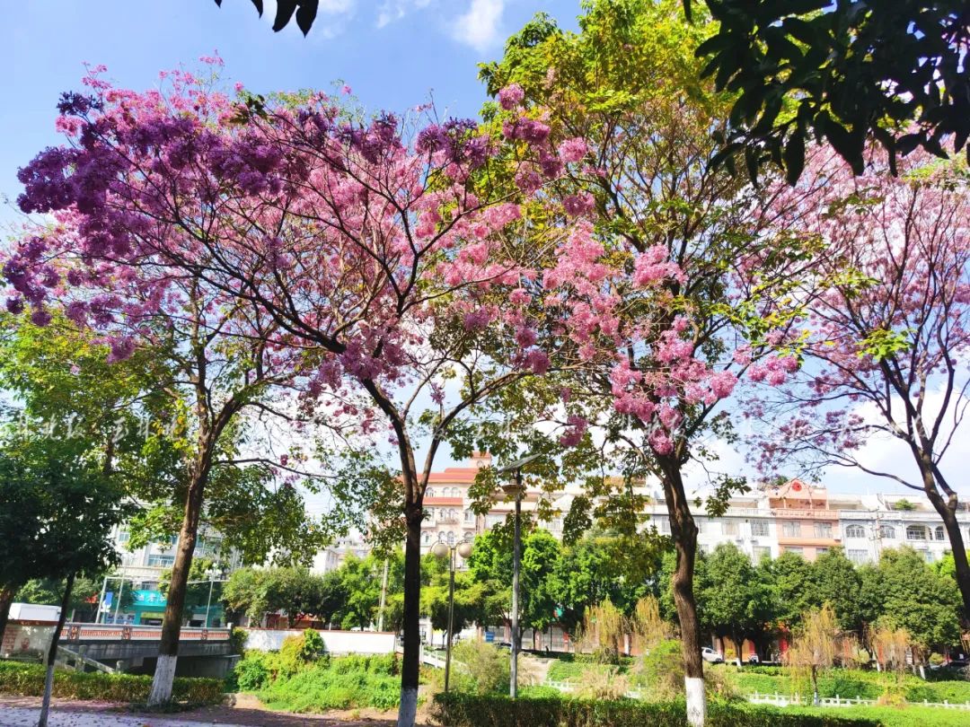 "绝绝紫"刷屏!玉城这里大片紫花风铃木怒放