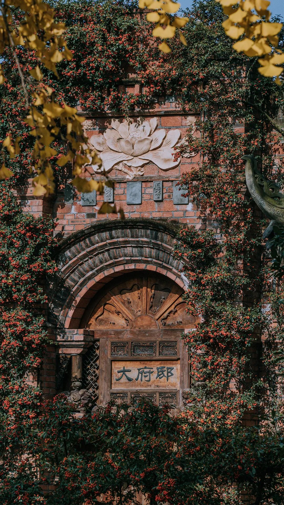 定格|坠入金色海洋的标榜校园