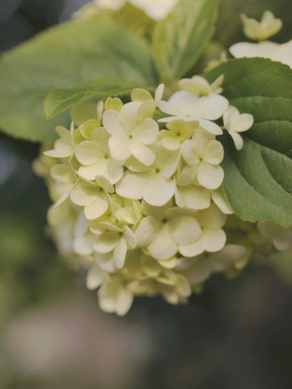 木绣球花也叫绣球荚蒾,香味清淡,花型很独特,一直很喜欢各种纯白傻哪