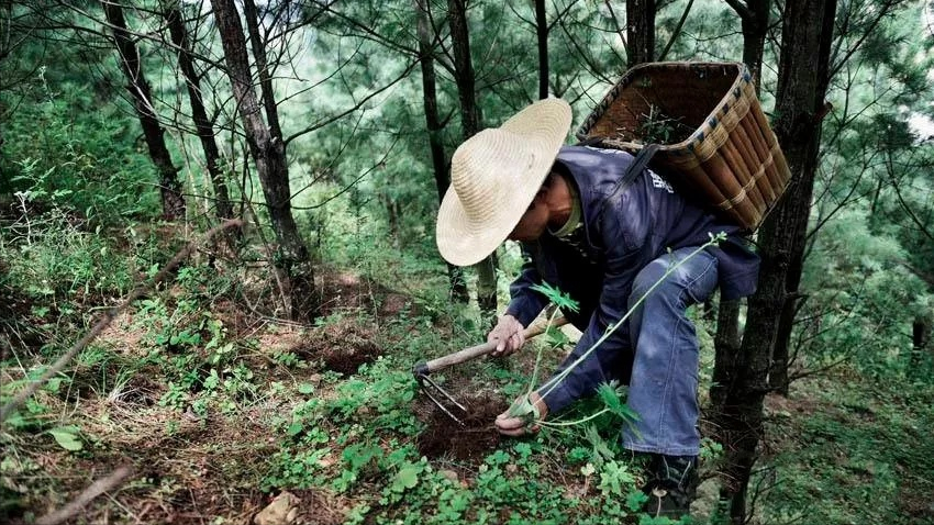 转眼一年过去了,这一年里刘振华多次出村为人治病,也多次上山采药