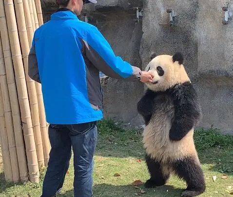 熊猫头扶墙叉腰表情包图片