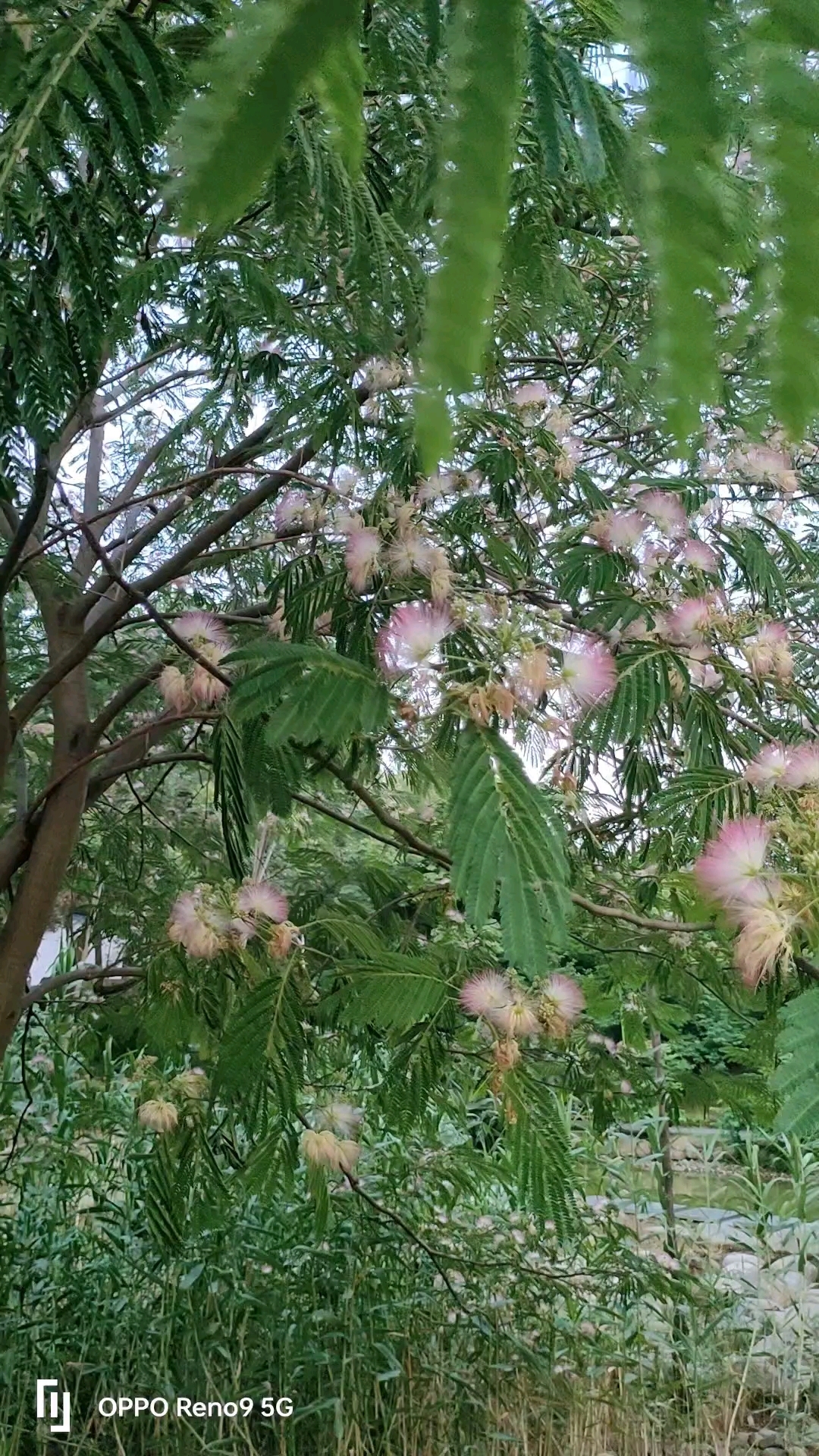 一树合欢花,像一个个粉色的精灵在夏日的晚风里摇曳着,轻舞着