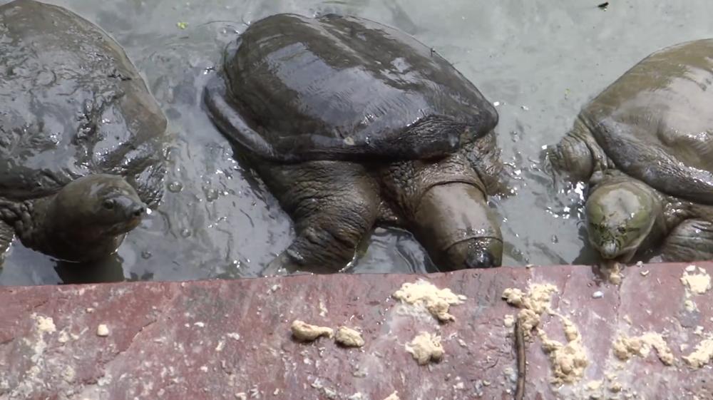 百万只"巨鳖"在印度恒河泛滥,为何无人敢吃?