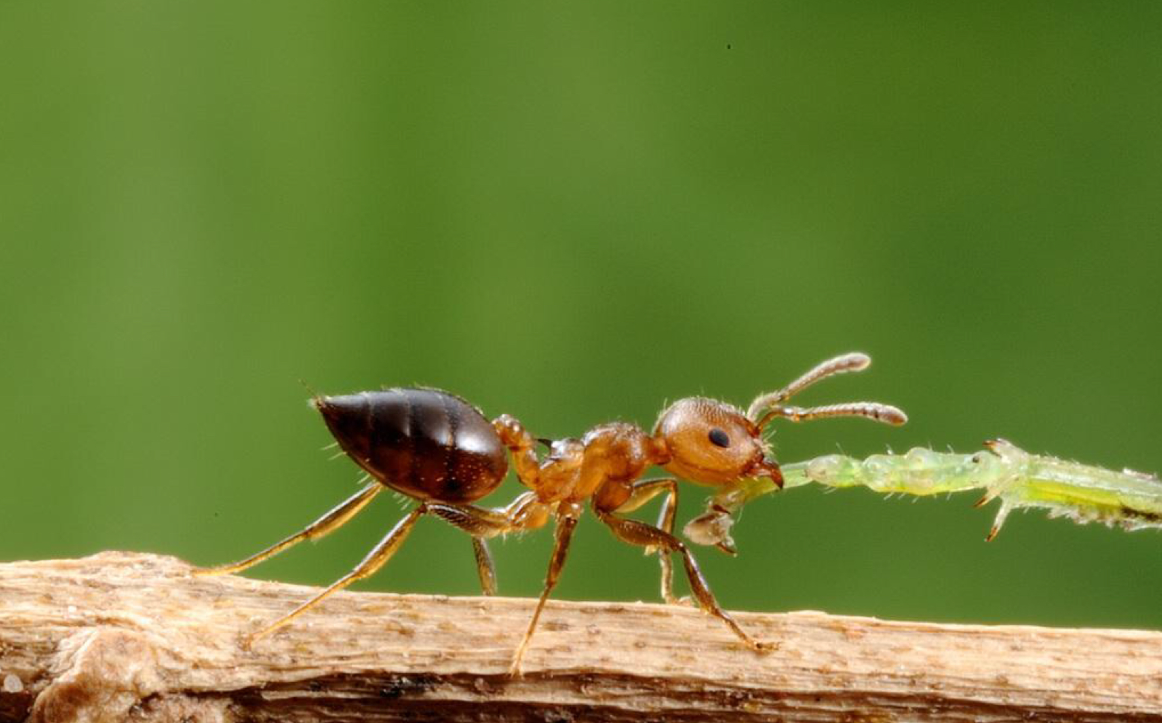 白蚁和蟑螂的神秘渊源,你一定不敢相信!