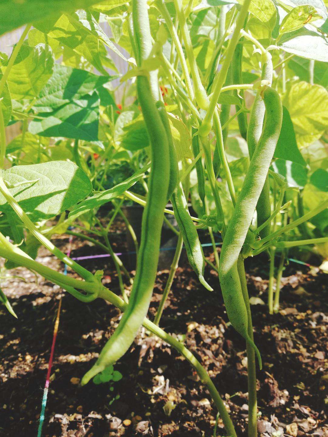 影响四季豆生长的病害有哪些,我们怎样做好预防呢