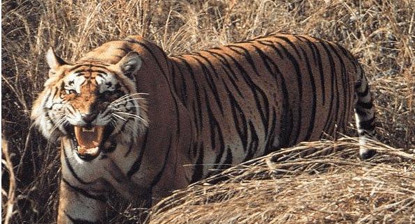 "虎王"查吉尔和085谁更厉害?为什么?