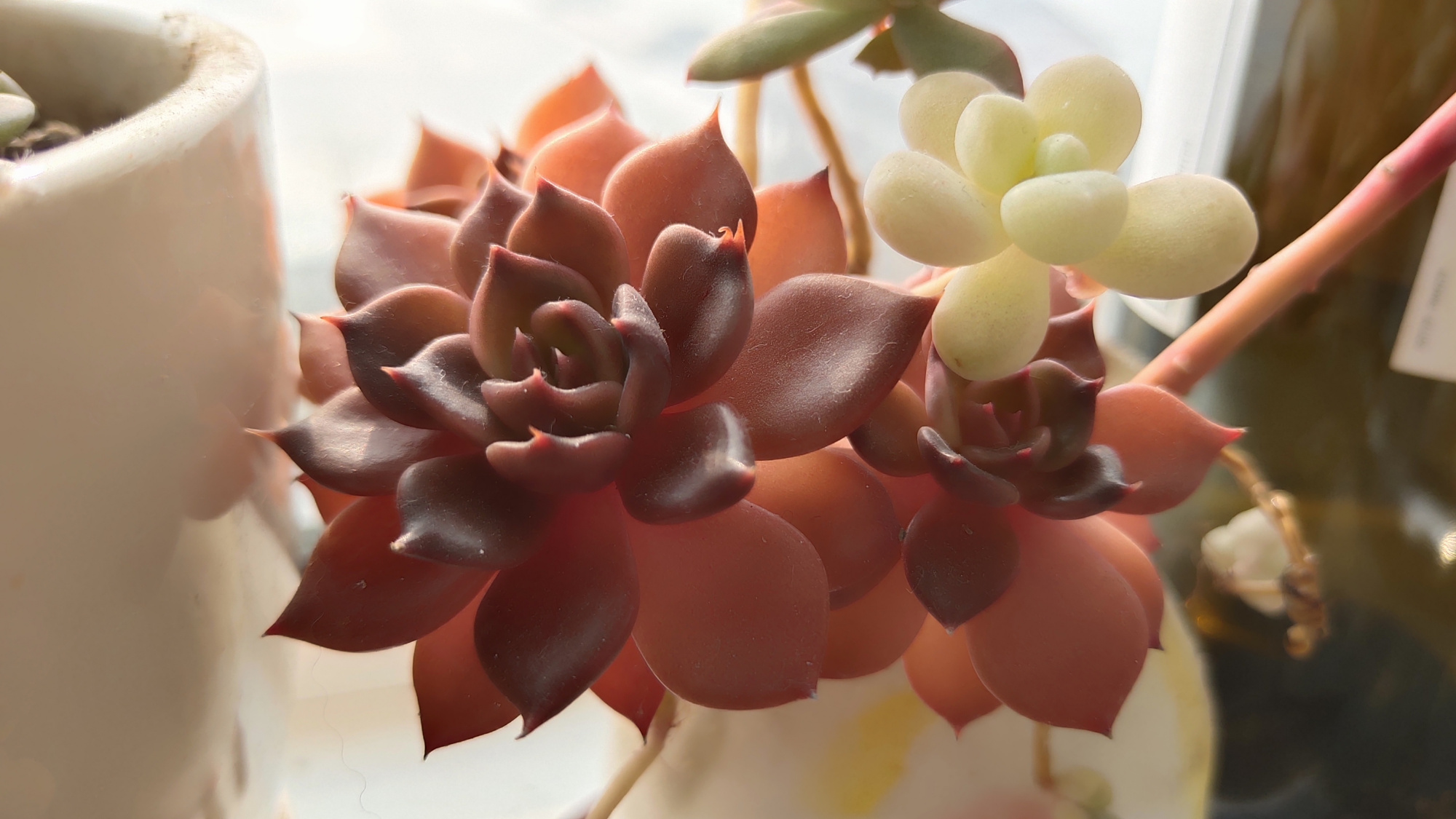 我家的多肉黑王子,最多12个头,彰显出强大的生命自愈能力