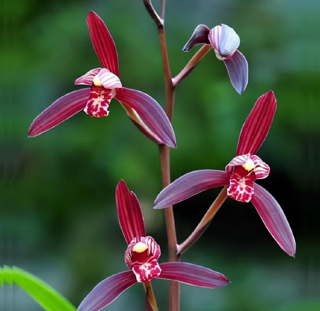 墨宝兰花,花色艳丽,兰香浓郁,值得养护