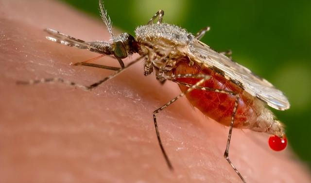 九成人不懂"蚊子克星"不是蚊香?可别不信,教你1招,蚊子消失