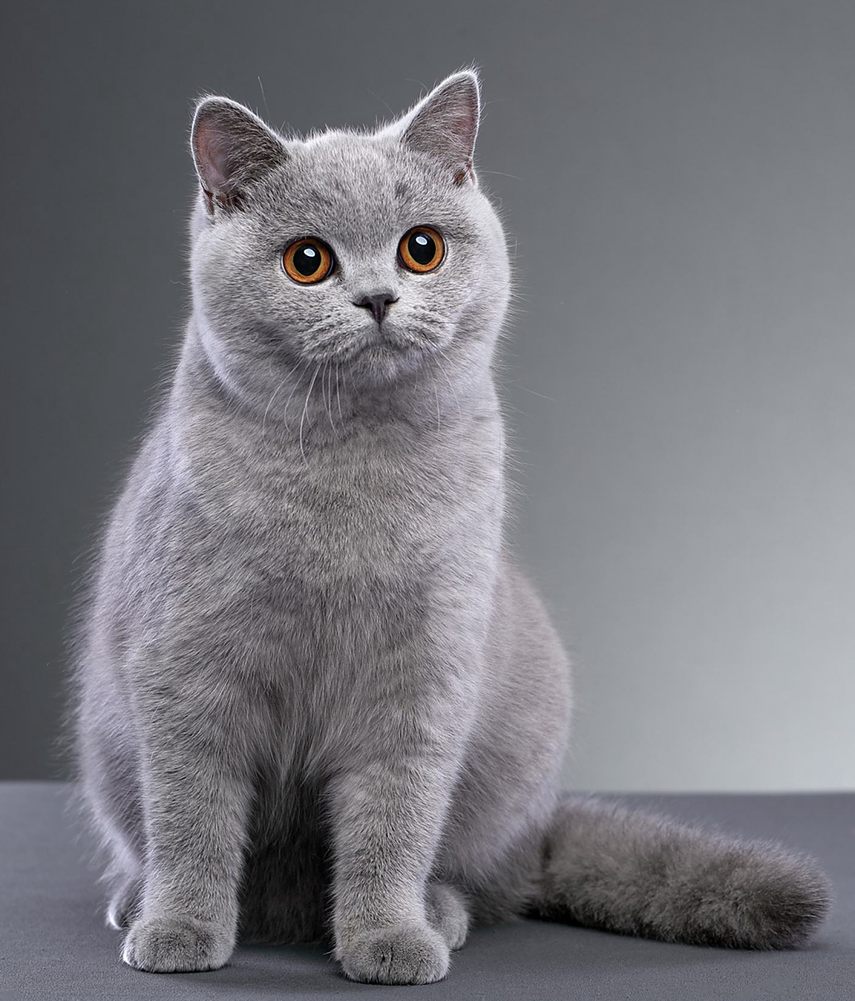 英短的智商相当于多少?