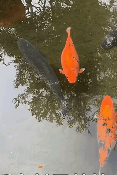 观赏鱼,它们本是鲤科鱼类的一种,其祖先也就是我们非常熟悉的食用鲤鱼