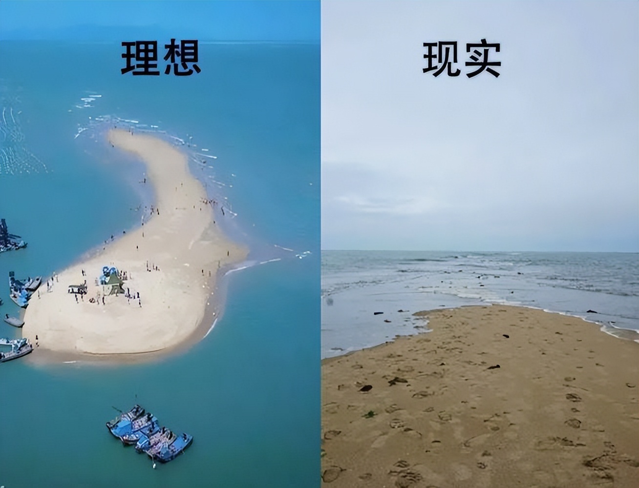 被全网骂惨的上海"郁金香事件",揭示了当下社会最荒诞的一幕!