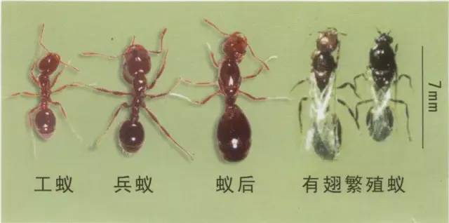女子景区被红火蚂蚁叮咬心脏骤停,红火蚁到底多厉害?