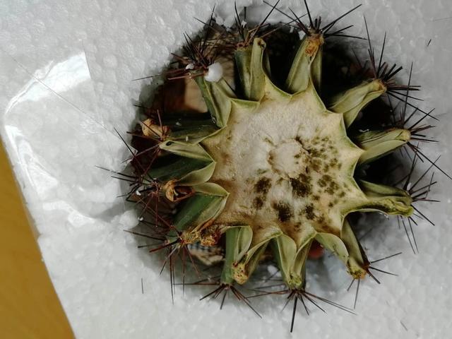 烂根的仙人球讨人厌?一狠心,剪了丢在墙角懒得管,居然爆根了