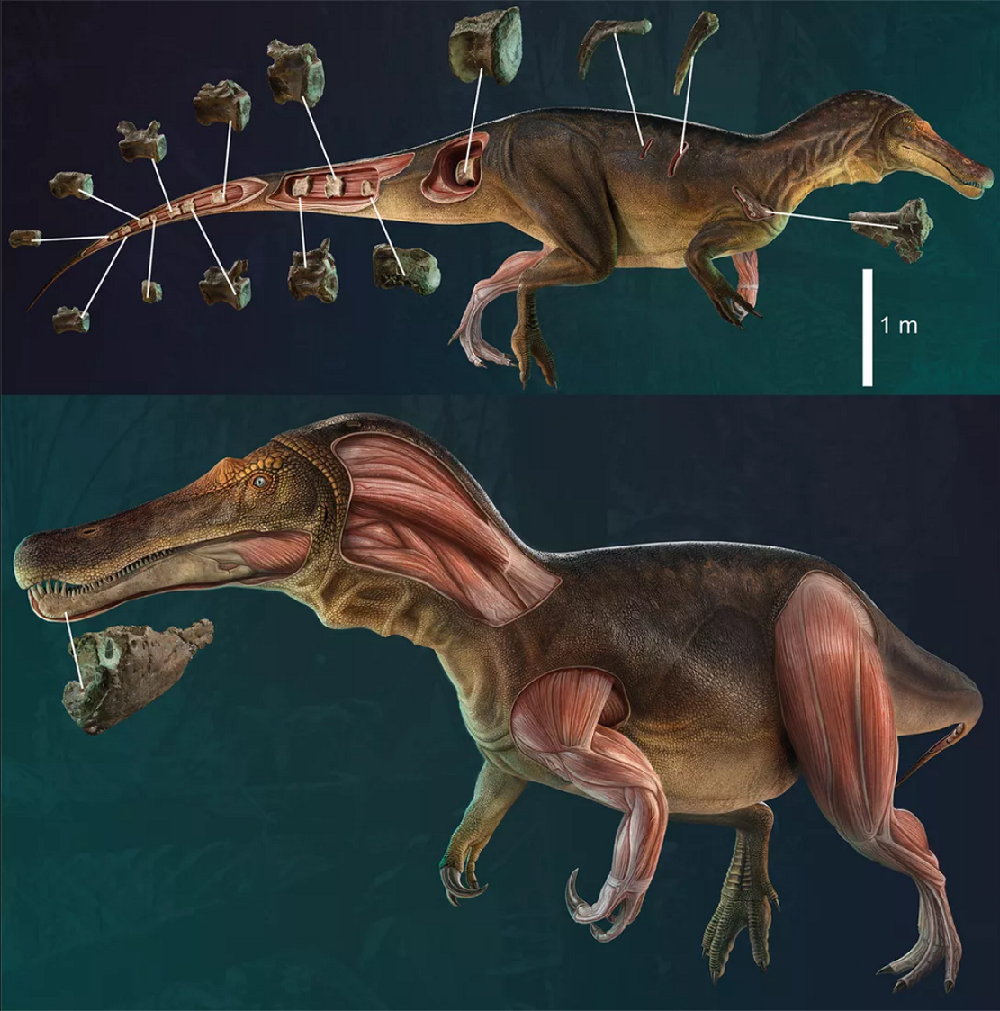 葡萄牙古生物学家发现一种新棘龙iberospinus natarioi