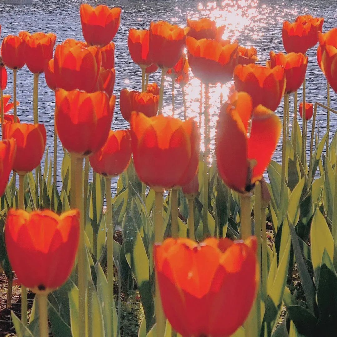 ins鲜花背景图封面