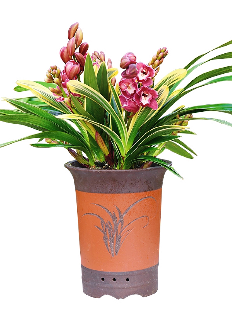 「龙年养花」金边中国龙兰花,新手也能轻松上手