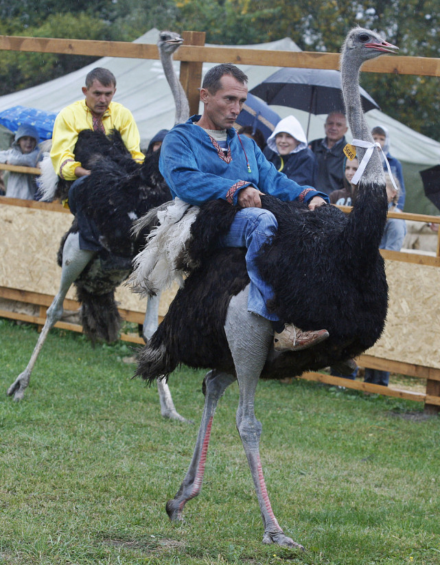 安徽一精神小伙养殖鸵鸟,年利润超百万,养鸵鸟真能赚钱吗?