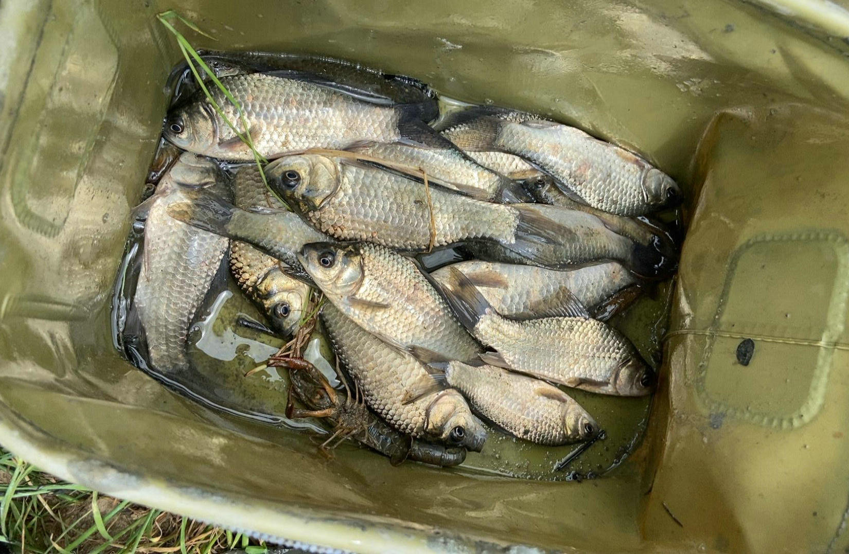 钓不到鱼就抽水,江苏这个钓鱼人干了这事儿,钓友们却怀念童年不再