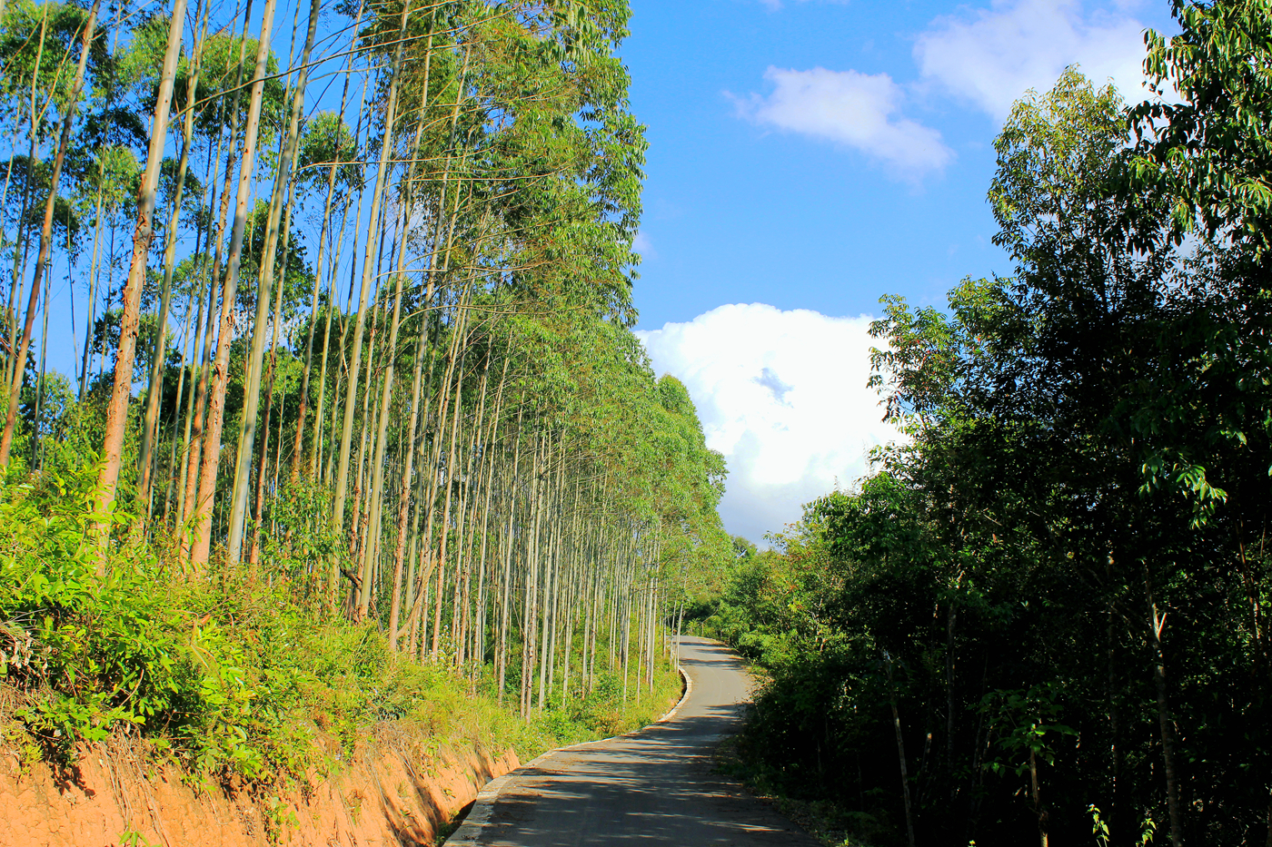 被称为"亡国树"的桉树,人类仍然要广泛种植,这究竟是为啥?