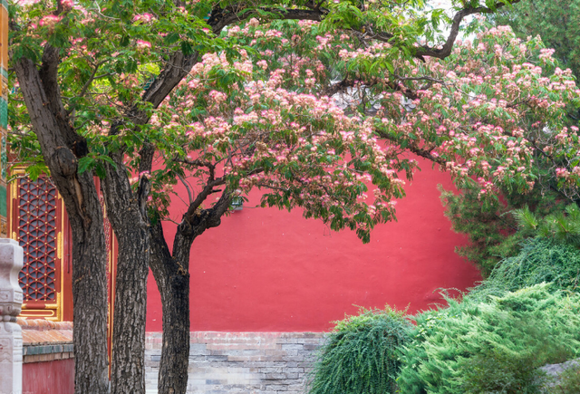 1种绿化树开花如扇子,粉嫩嫩,美极了!不少人见过却说不出名字