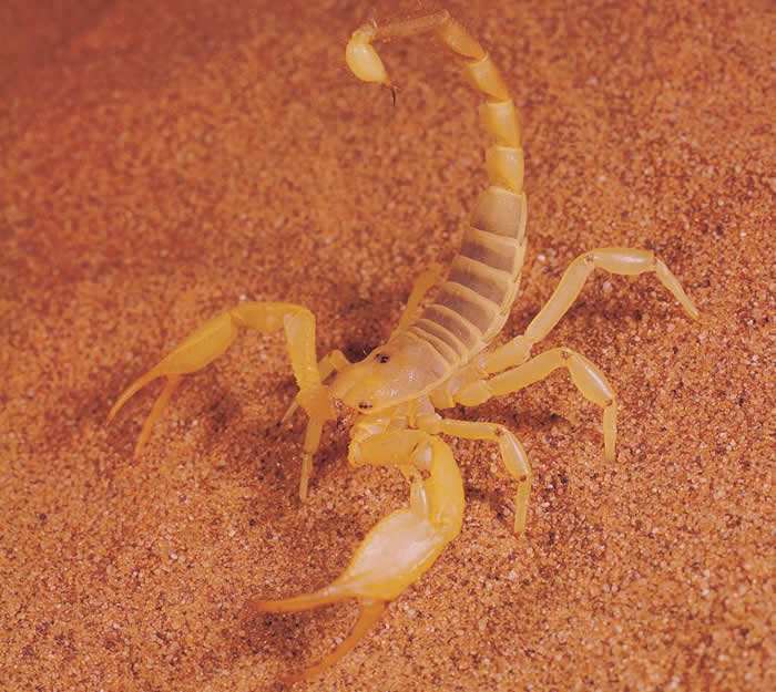 世界上最毒的蝎子有多毒?它真的能毒死人吗?