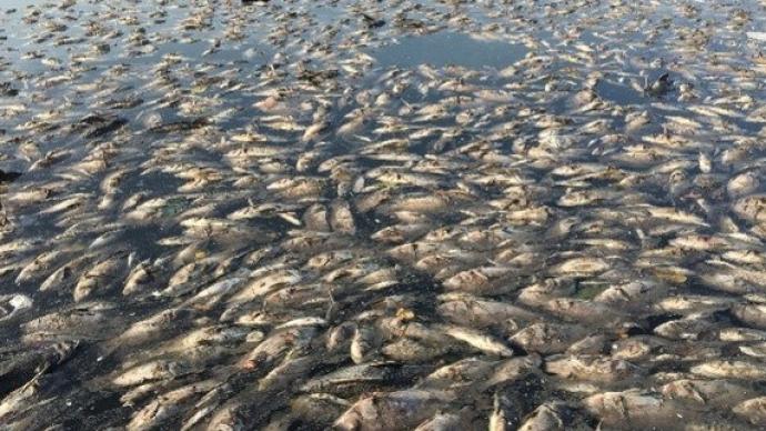 揭阳通报"一河道现死鱼,鱼类浮头:天气变化致水中氧降低