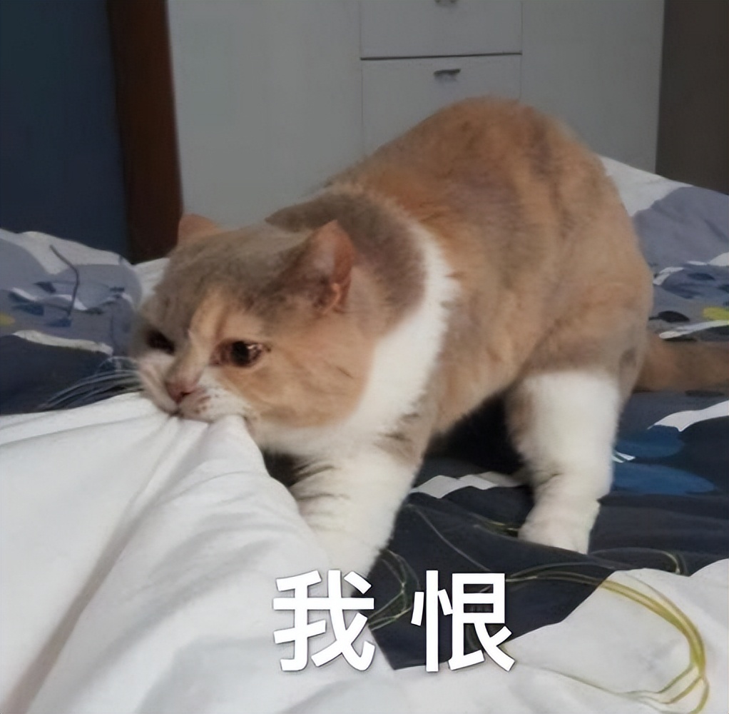 猫咪"讨厌你",会有的几种表现,占三条以上,说明恨透你了