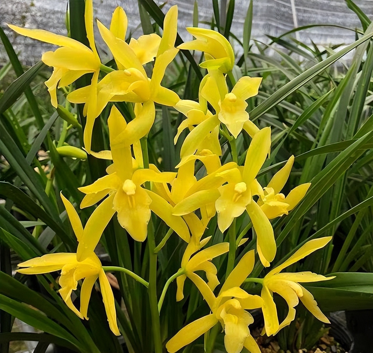 建兰黄金小神童,丰花勤花,又美又香,便宜好养活,新手养也不怕