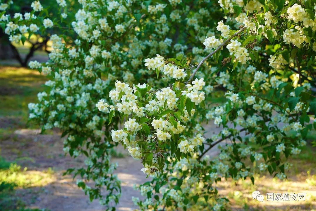 繁而不豔異眾芳——太平花