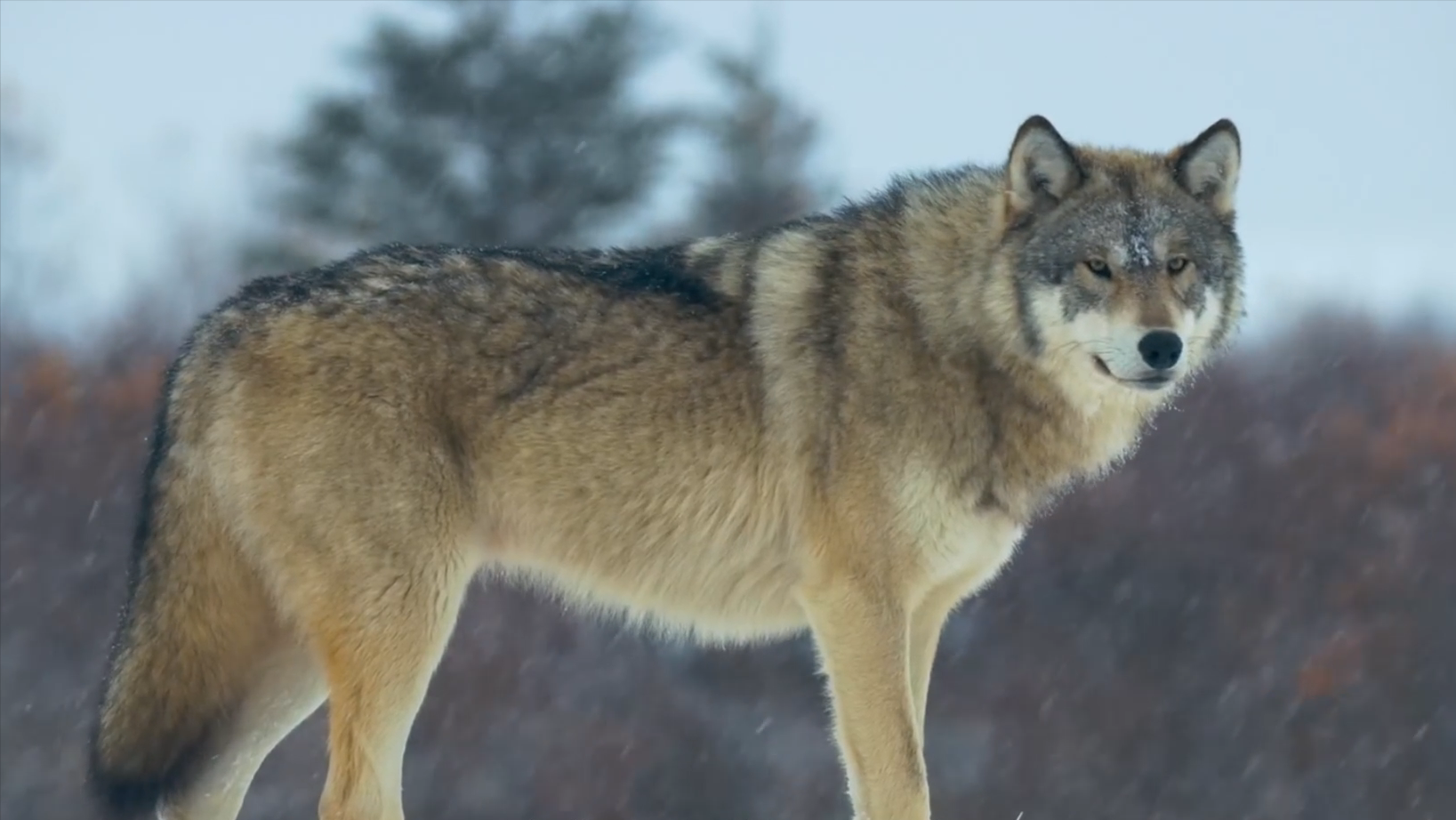 寒冷边缘的生命奇迹:北极狼的生存之道