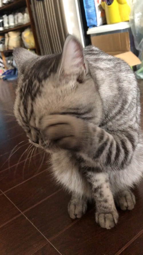 猫吃完舔爪子是吃饱了吗?探讨猫咪的进食习惯