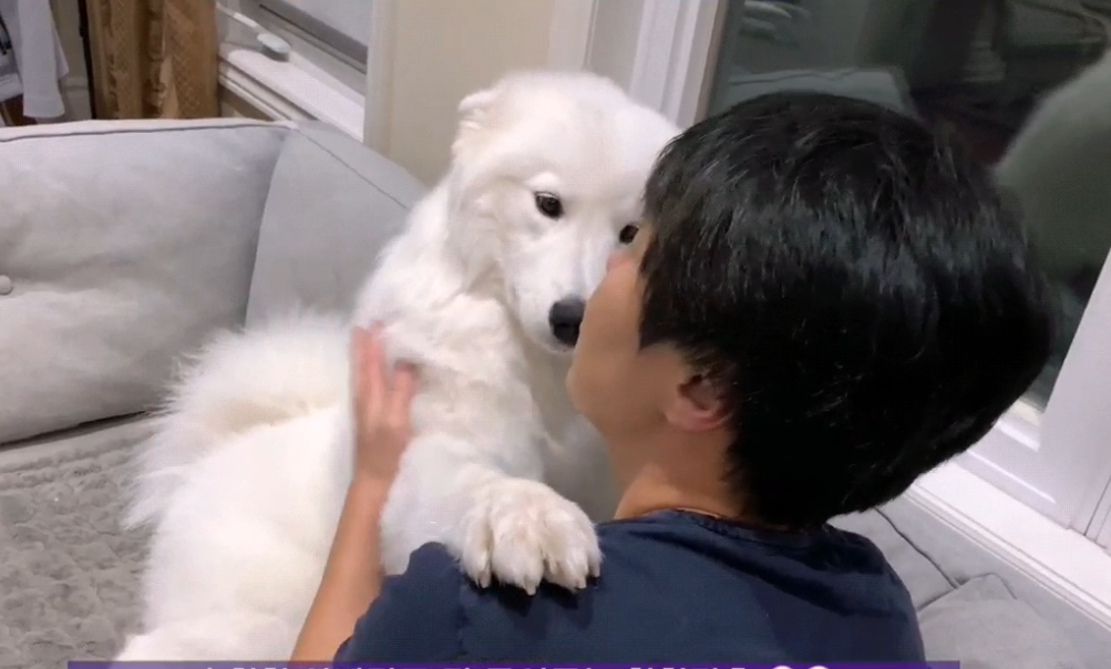 主人悲伤"哭泣",大白狗化身暖男,这狗真是没有白养啊