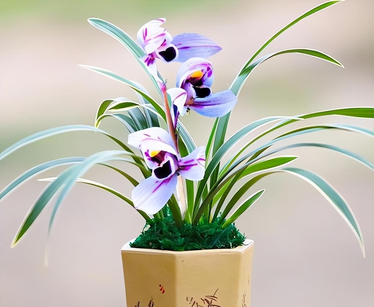 这种"特级色花"不养一盆有点可惜,兰香浓郁,花色神秘,来看看