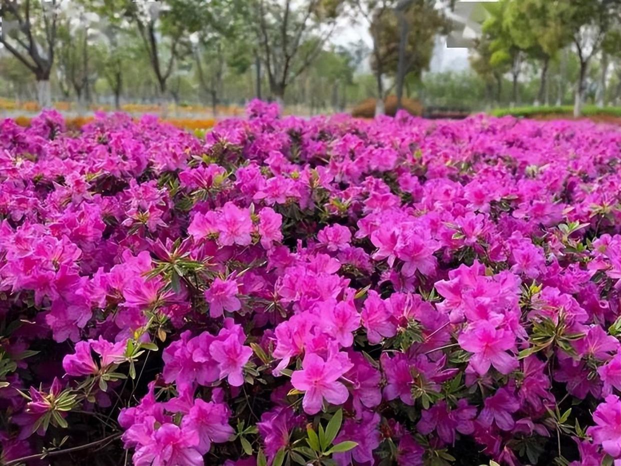 花开多季的安酷杜鹃,花色艳丽,花香浓郁,打理简单,花期较长