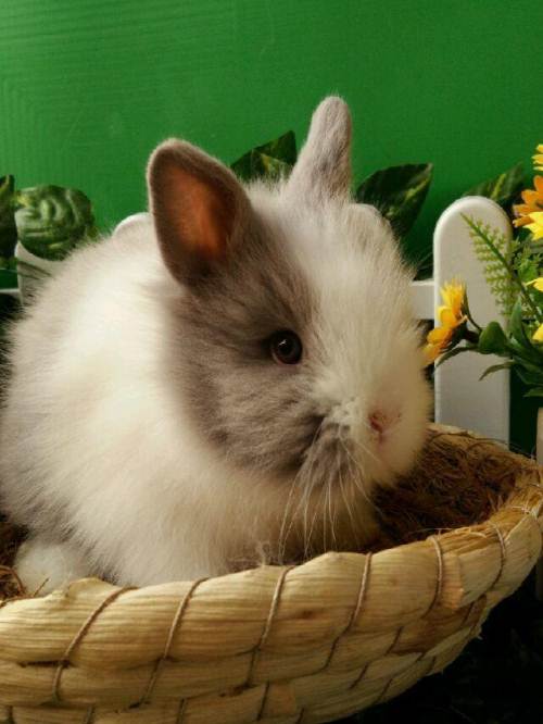 如何护理怀孕的兔子及如何给乳期的免子补料