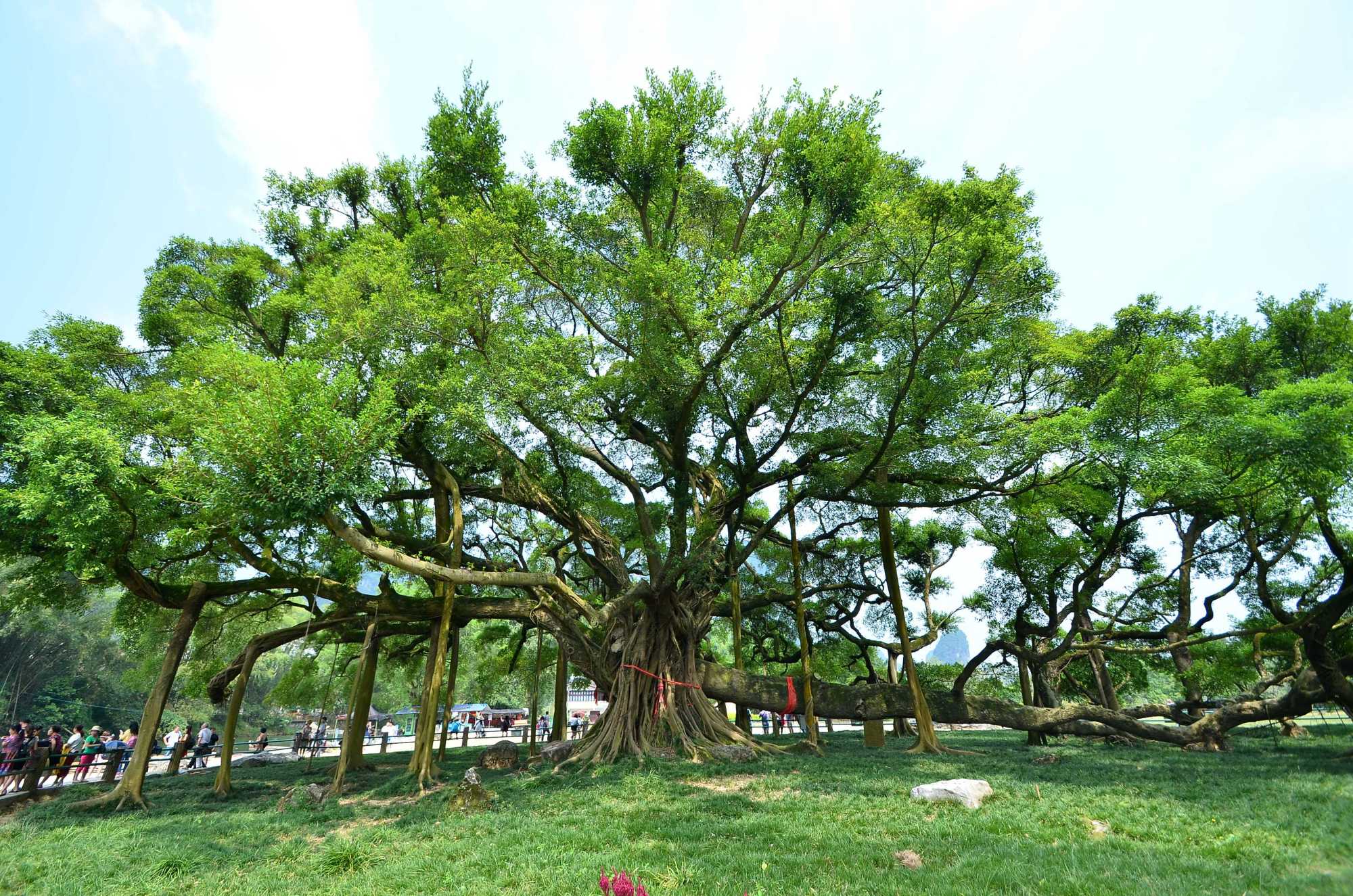 榕树四季常青,我国最早从东汉开始种植榕树,云南的榕树品种最多