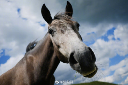 馬能從鏡子裡認出自己還臭美