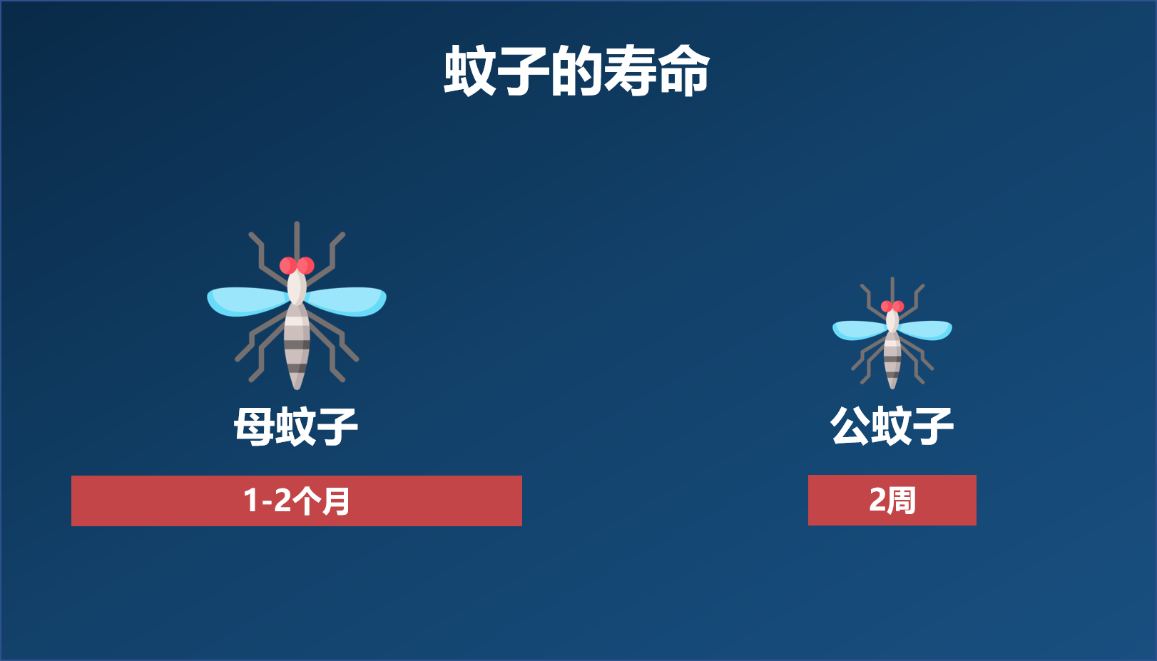 公蚊子母蚊子区别图片图片