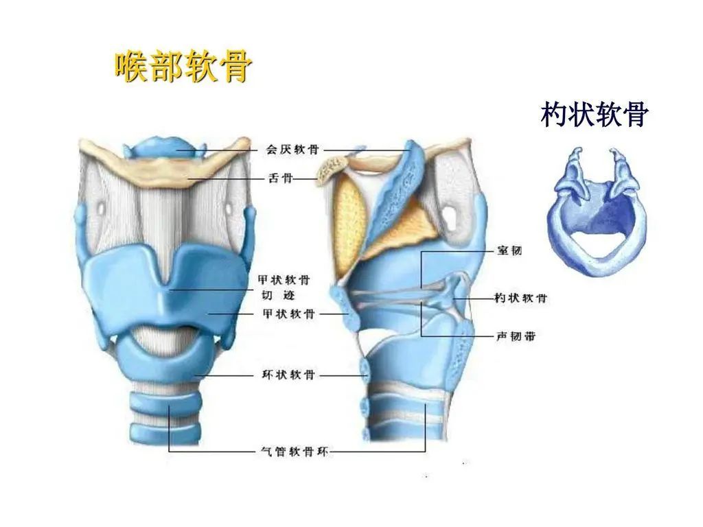 喉腔的解剖结构图图片