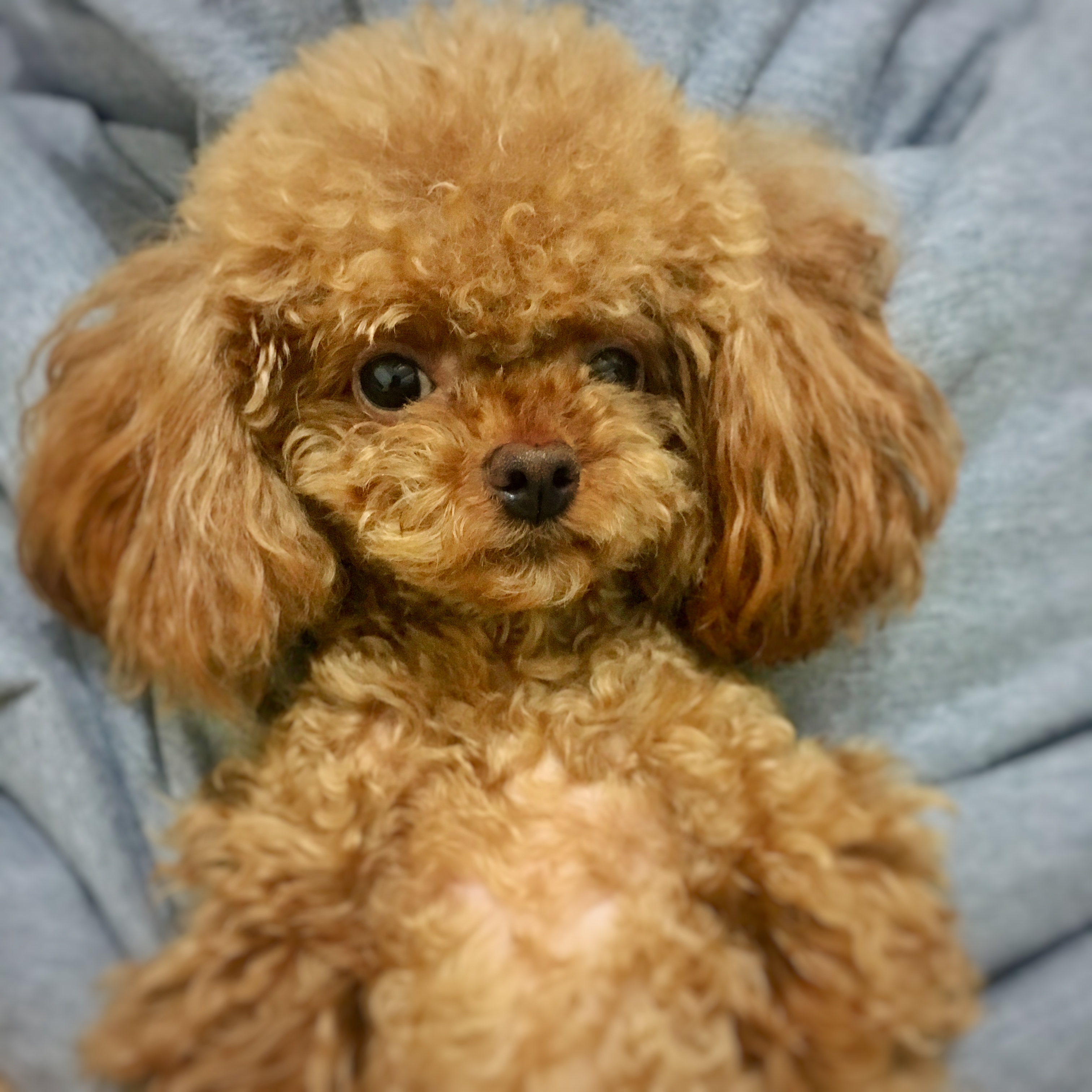 第一特征:卷毛血统纯种的泰迪犬拥有一身卷曲的毛发,这是与其他品种犬